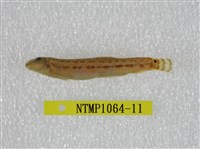 藏品(中華鰍)的圖片